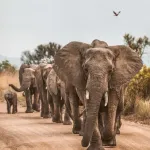 Safari-Erlebnis in Tansania