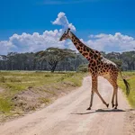 Wildlife safari tanzania