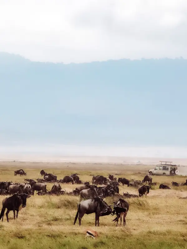 Safari Journey