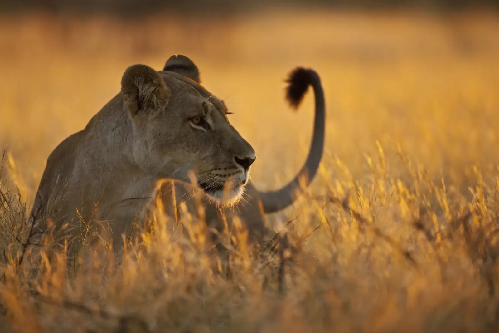 Fauna en el paisaje árido del norte, en Samburu, Kenia