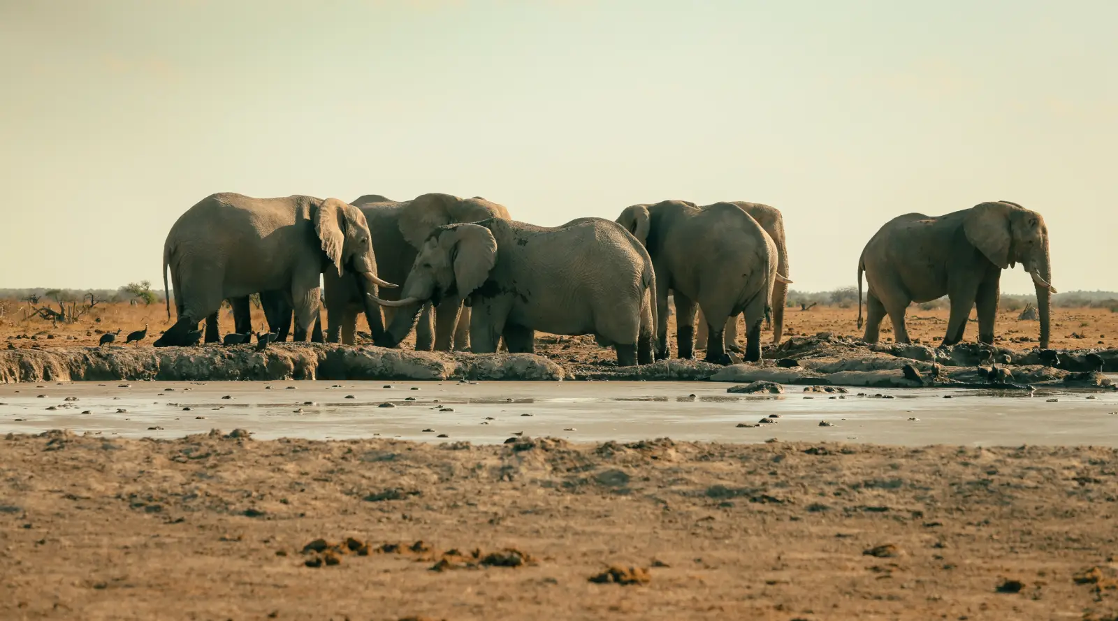 Elephants walking in a southern Tanzania safari landscape