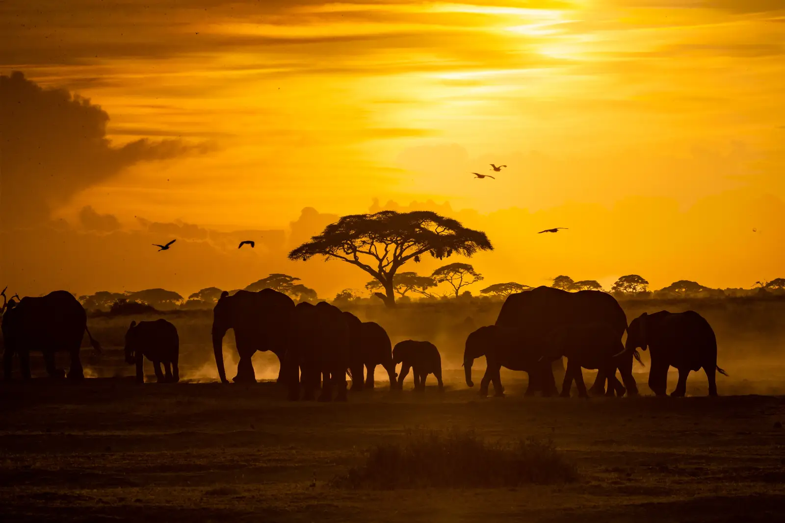 Mount Kilimanjaro rising over the landscape