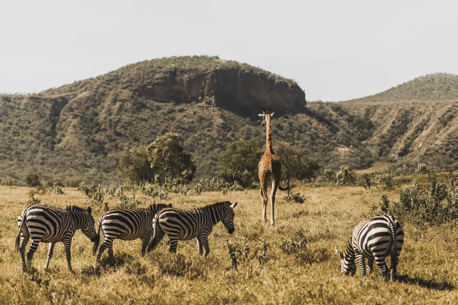 Giraffes crossing open savannah