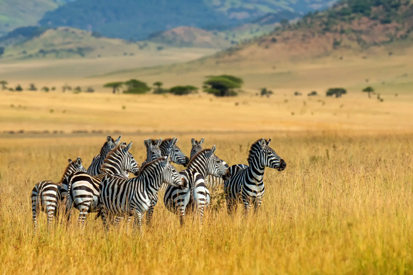 Wildebeest and zebra on the Serengeti plains