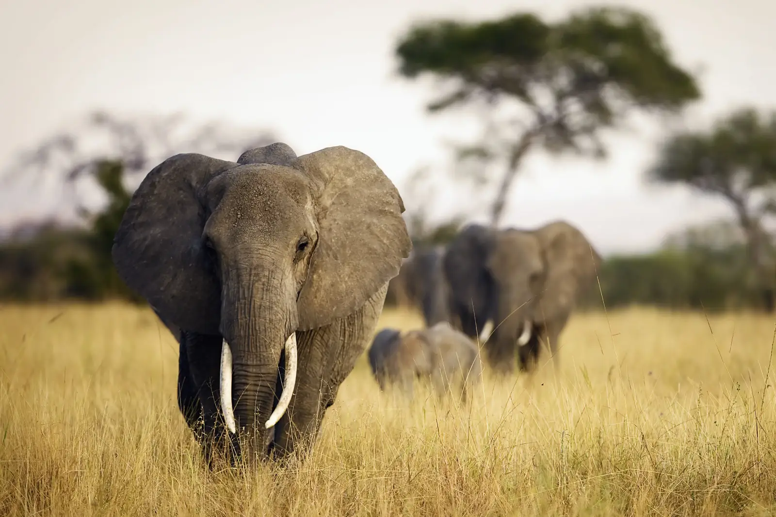 Elephants walking through a Tanzania safari landscape