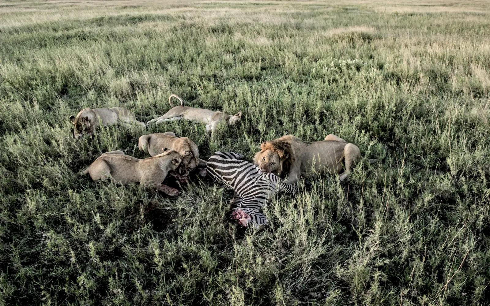 Lions on a kill in the Seronera area of Central Serengeti