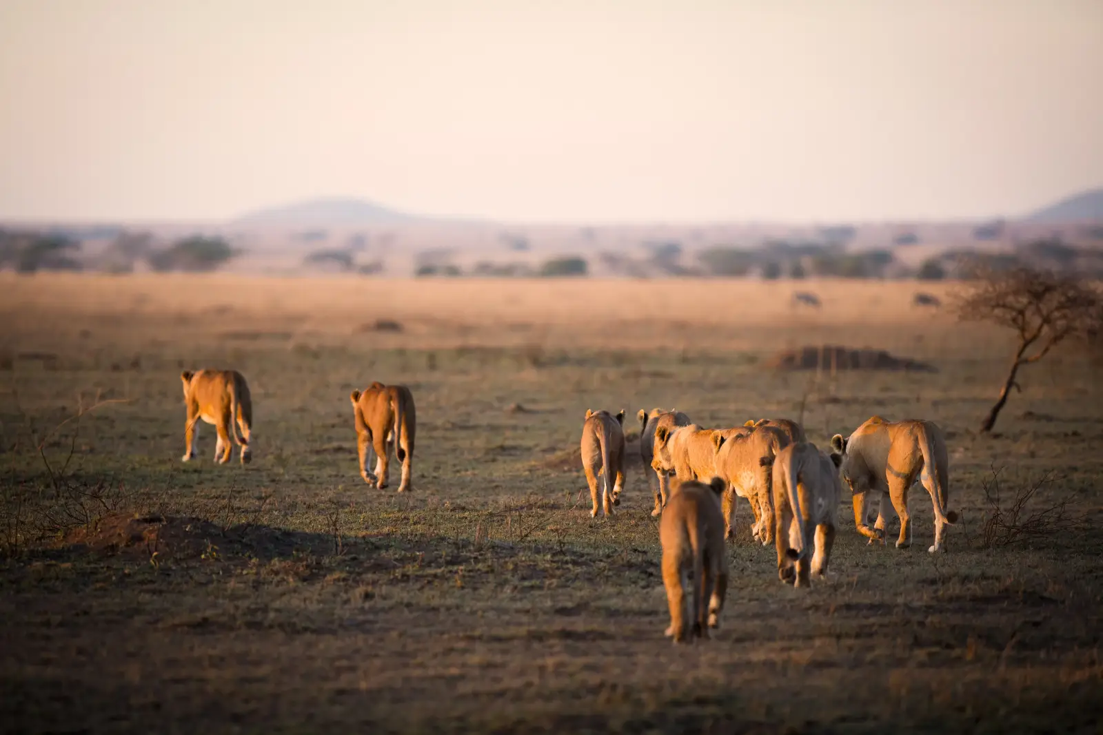 A pride of lions walking across open Serengeti savannah