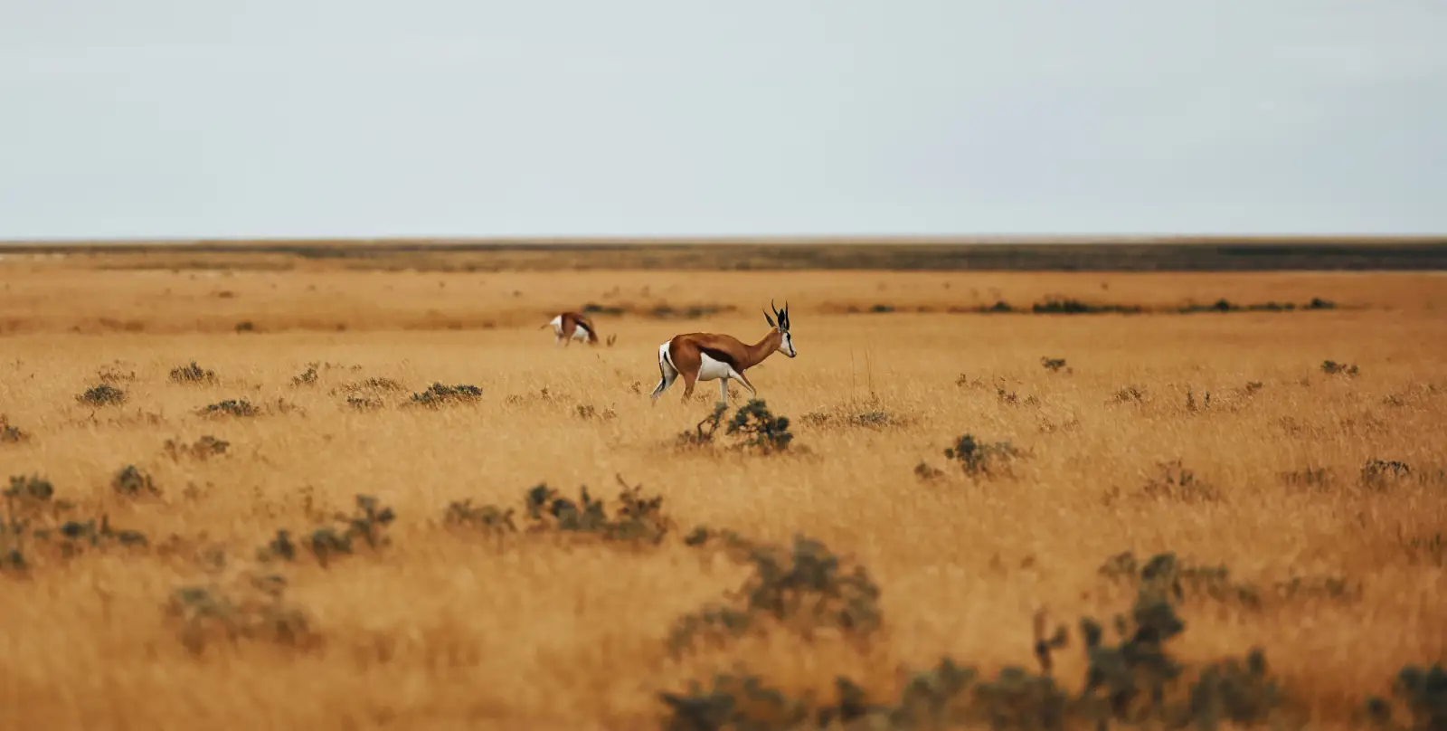Open wildlife plains in northwest Tanzania