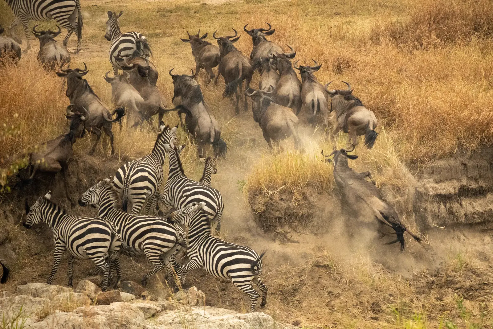 Gnus und Zebras ziehen während der Großen Migration durch die Serengeti