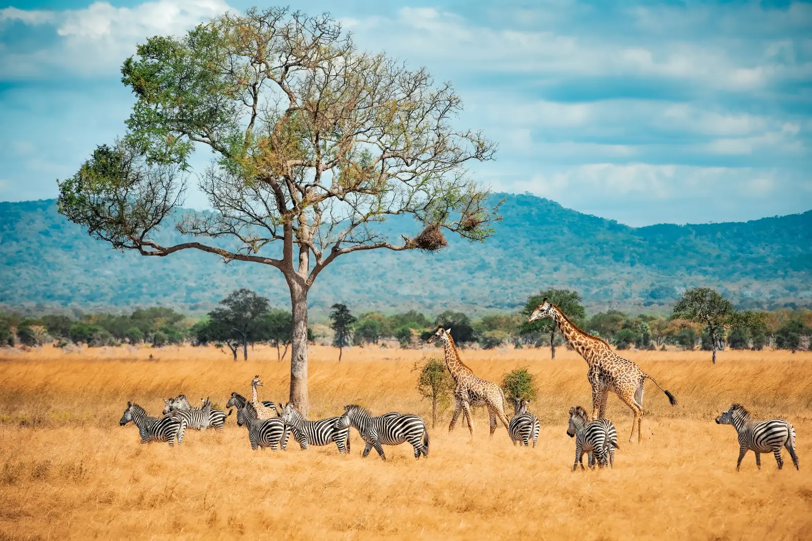 Flamingos and lake landscape in East Africa