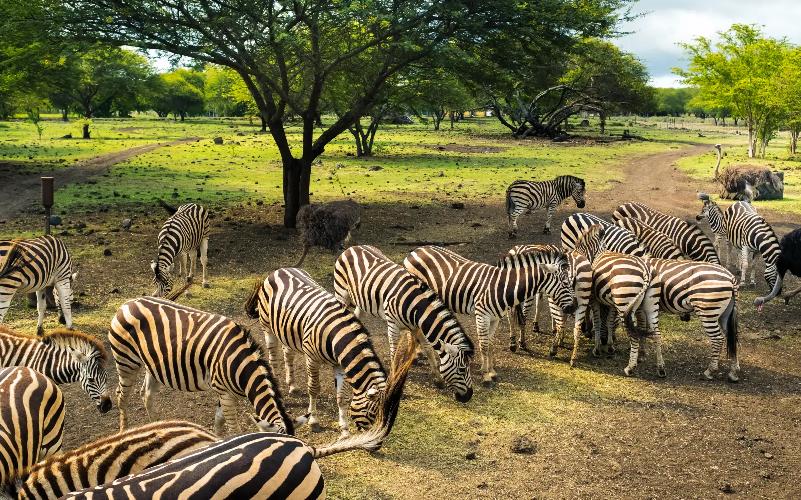 Zebra grazing beneath acacia woodland