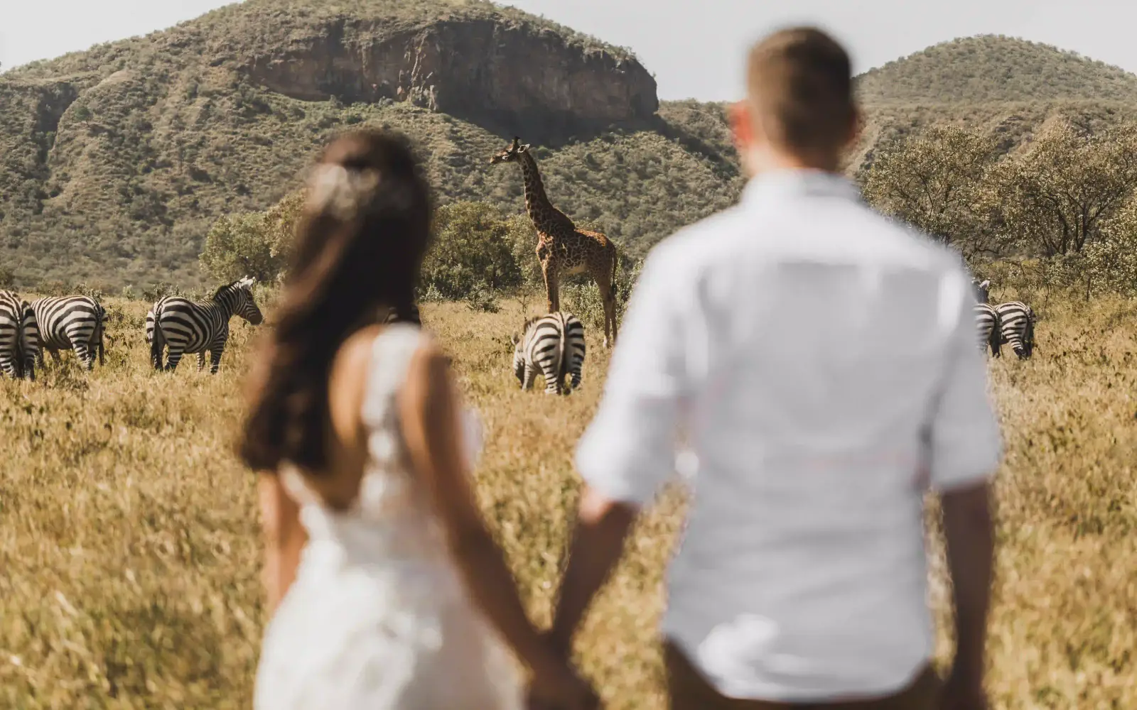 A couple walking hand in hand watching giraffe and zebra