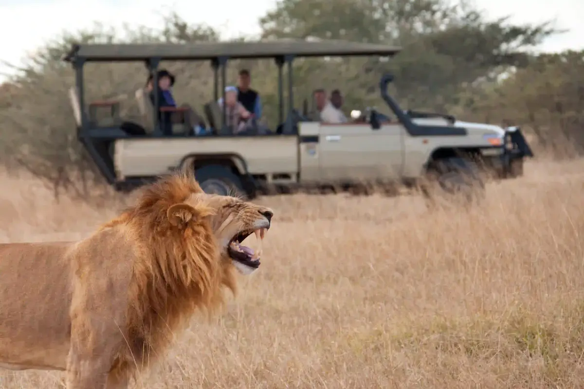 Guests watching a roaring lion from a safari vehicle