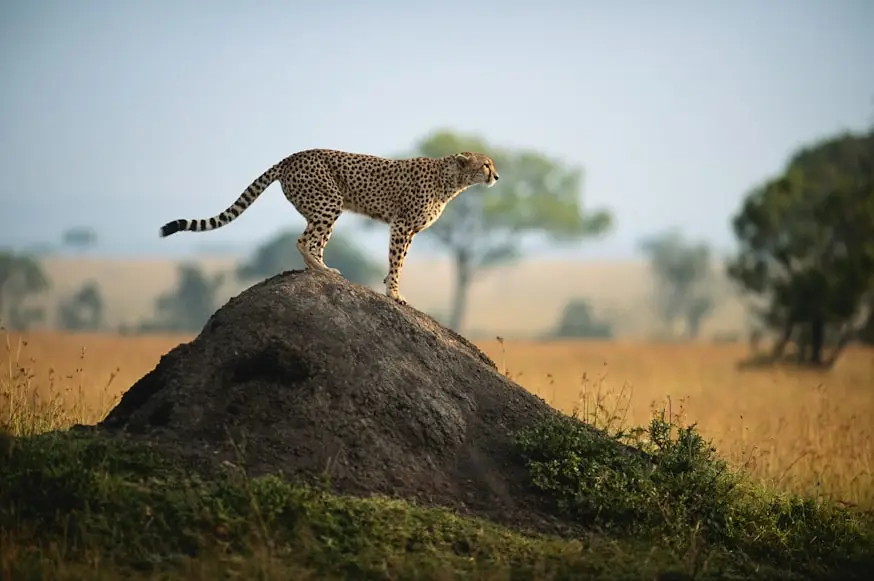 Ruaha-Nationalpark