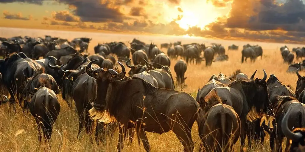 Serengeti-Nationalpark