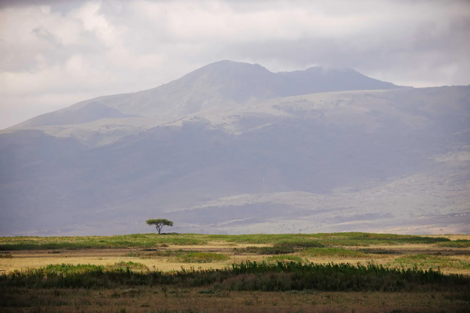 Un’acacia solitaria davanti a colline lontane