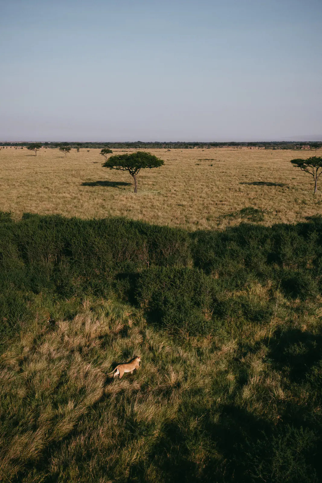 Eine einzelne Akazie vor leuchtendem Serengeti-Himmel