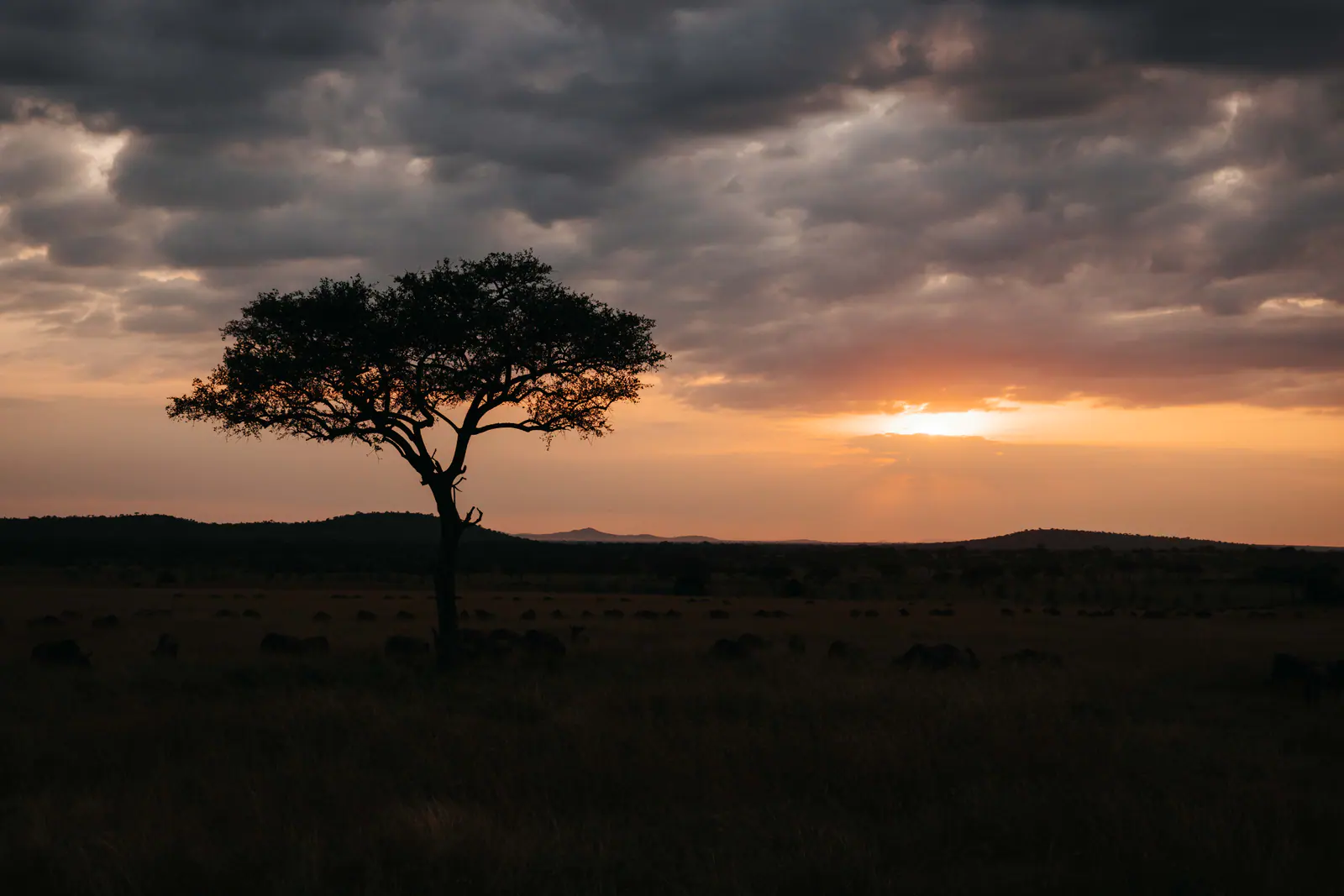 Eine einzelne Akazie vor leuchtendem Serengeti-Himmel