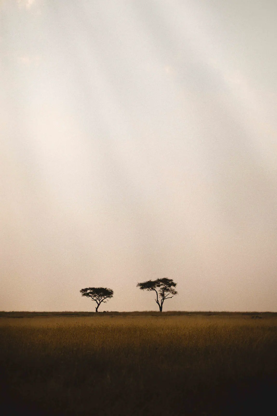 Eine einzelne Akazie vor leuchtendem Serengeti-Himmel