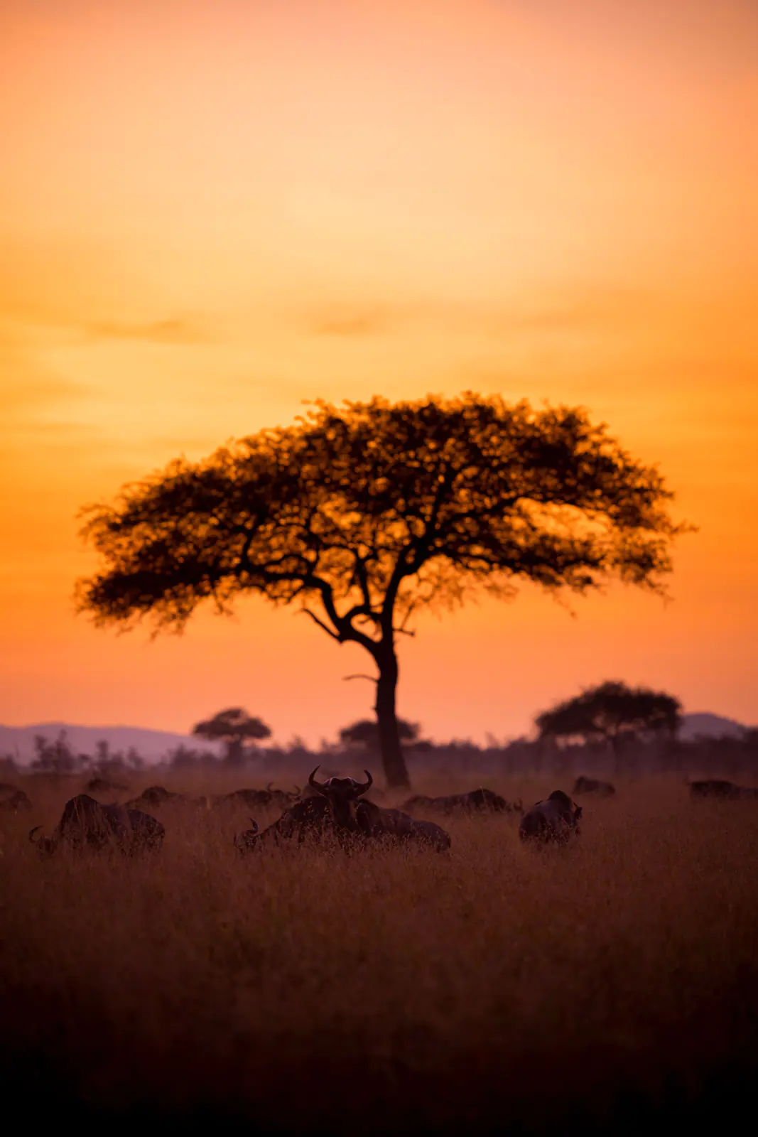 Un’acacia solitaria contro il cielo acceso del Serengeti