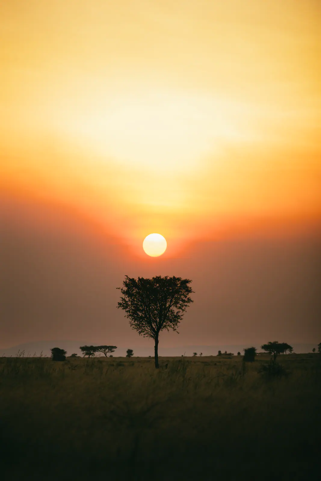 Eine einzelne Akazie vor leuchtendem Serengeti-Himmel