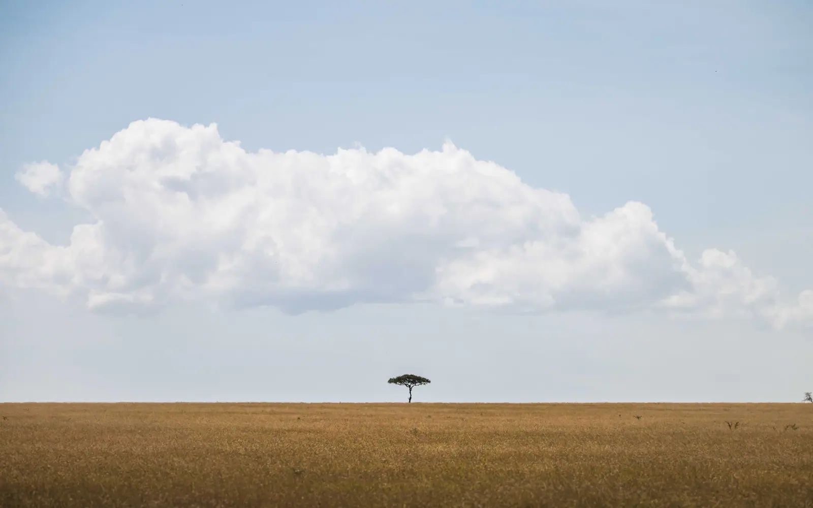 Eine einzelne Akazie vor leuchtendem Serengeti-Himmel