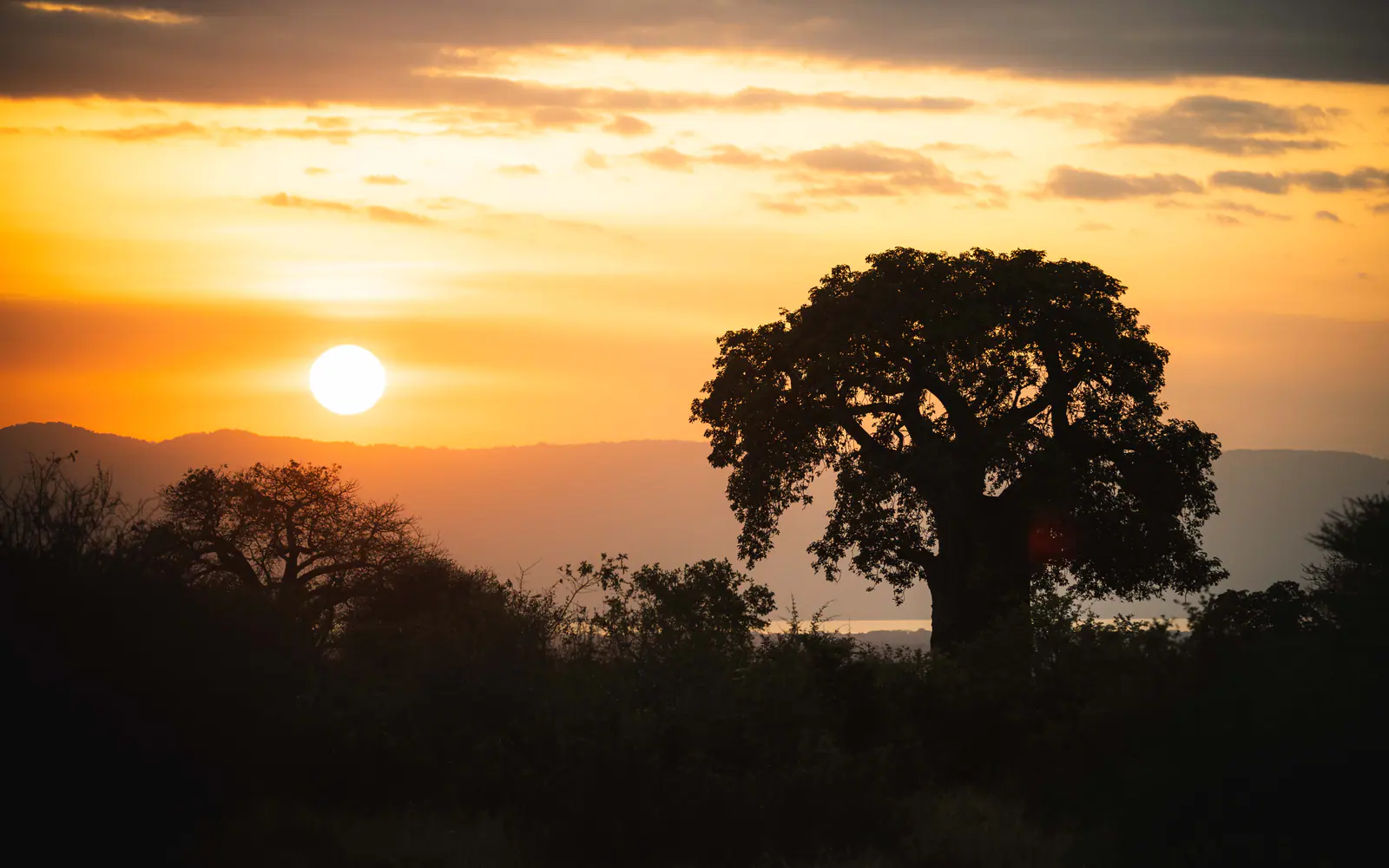 Eine einzelne Akazie vor leuchtendem Serengeti-Himmel