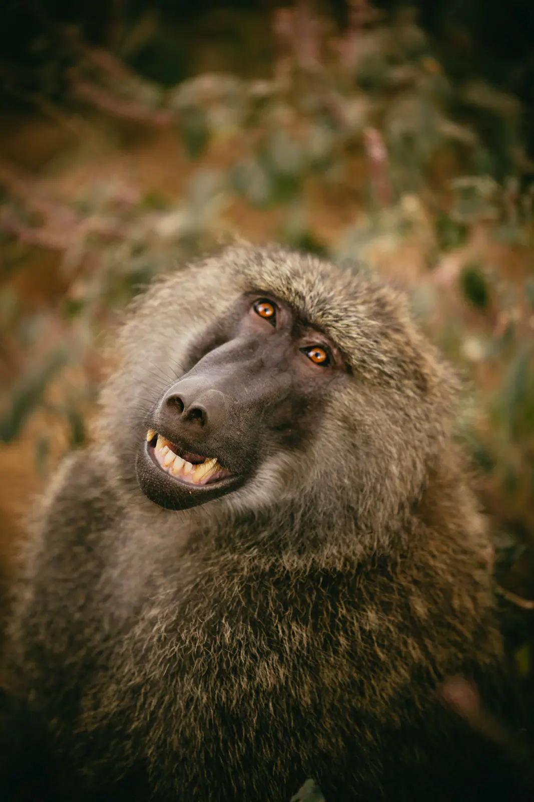 Portrait d’un babouin olive