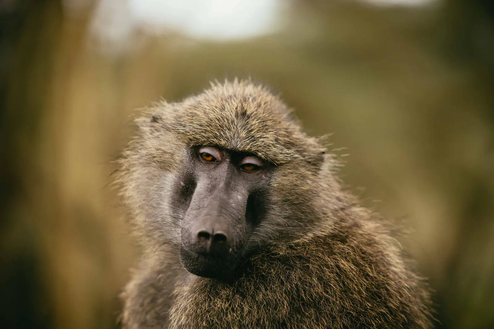 Portrait d’un babouin olive