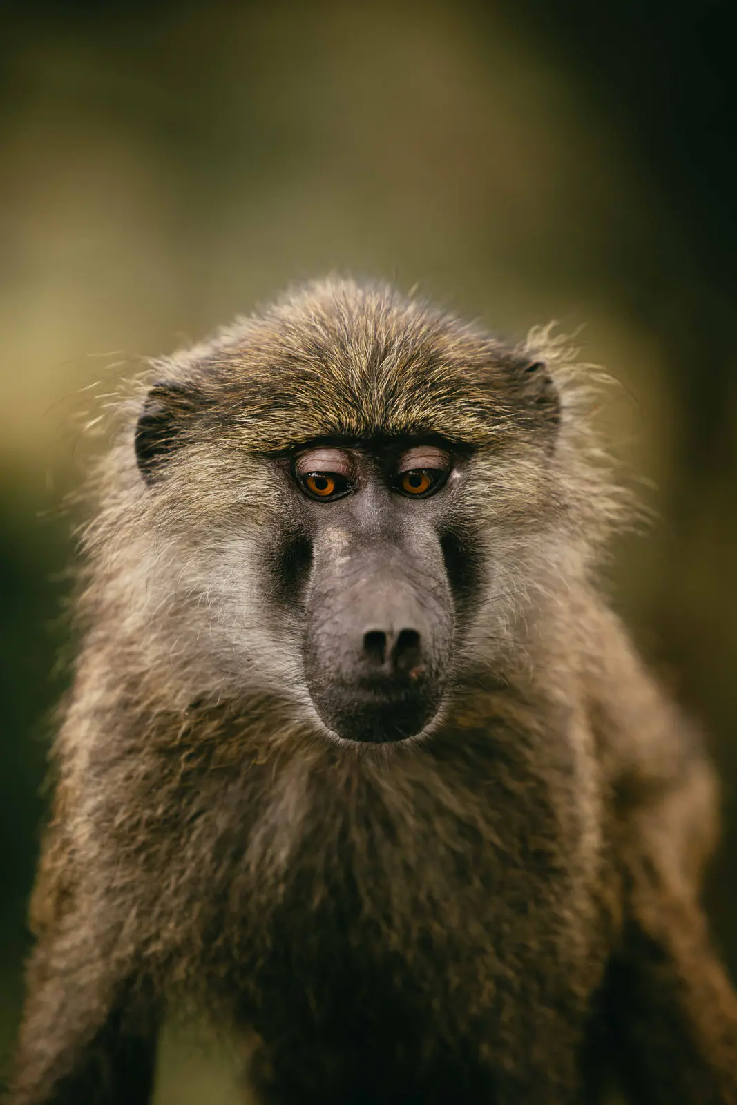 Portrait d’un babouin olive