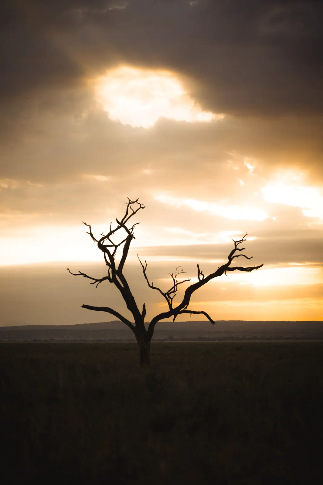 Un’acacia spoglia in controluce contro un cielo acceso
