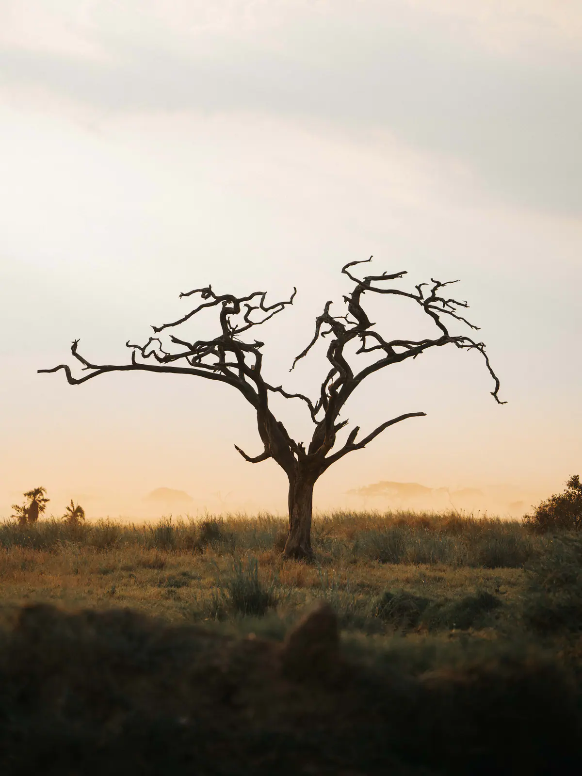 Un’acacia spoglia in controluce contro un cielo acceso