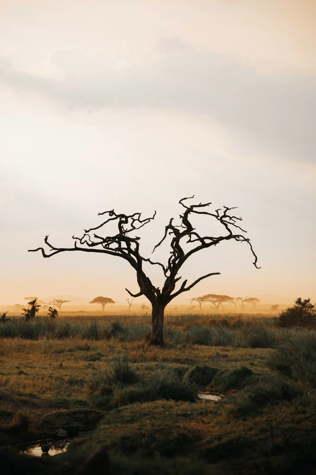 Un’acacia spoglia in controluce contro un cielo acceso