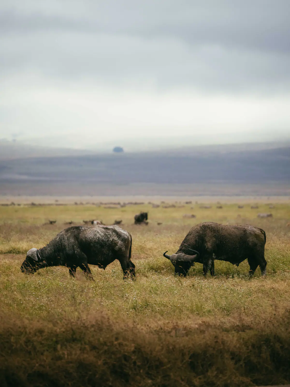 Cape buffalo standing in the open grassland