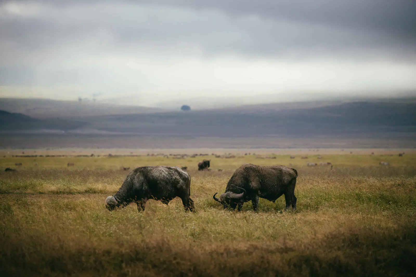 Cape buffalo standing in the open grassland