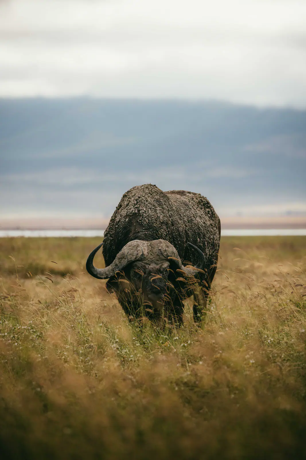 Cape buffalo standing in the open grassland