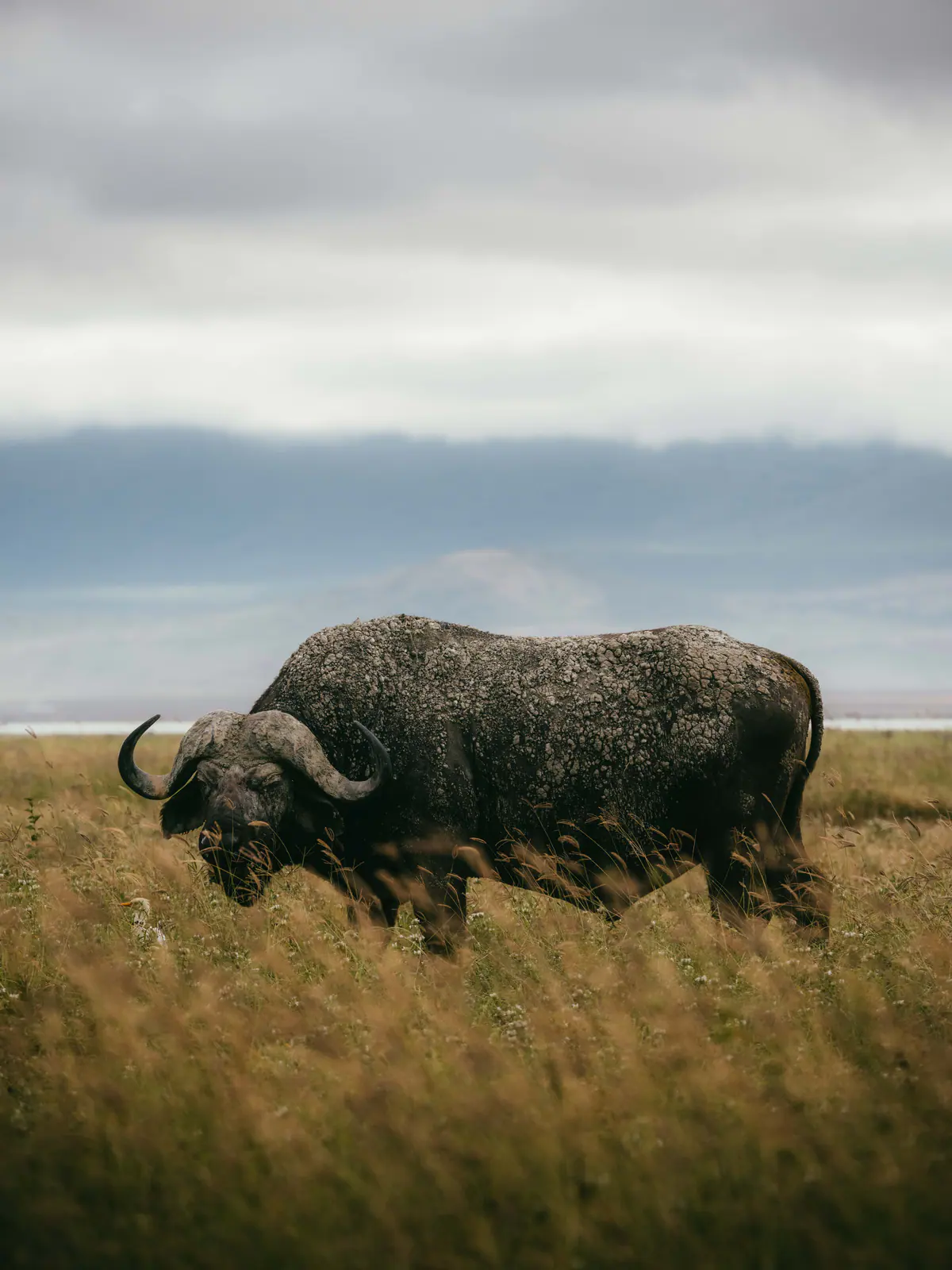 Cape buffalo standing in the open grassland