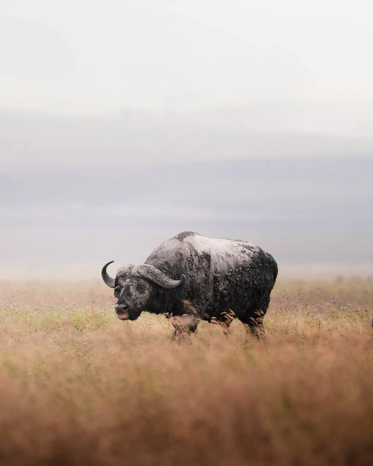 Cape buffalo standing in the open grassland