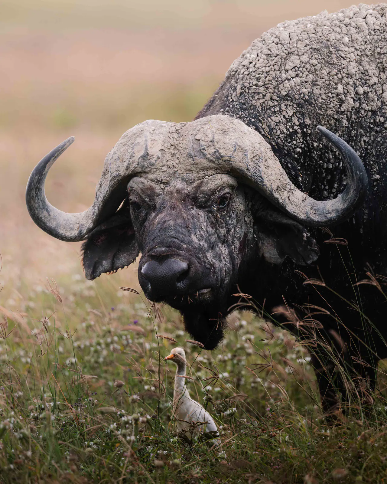 Cape buffalo standing in the open grassland
