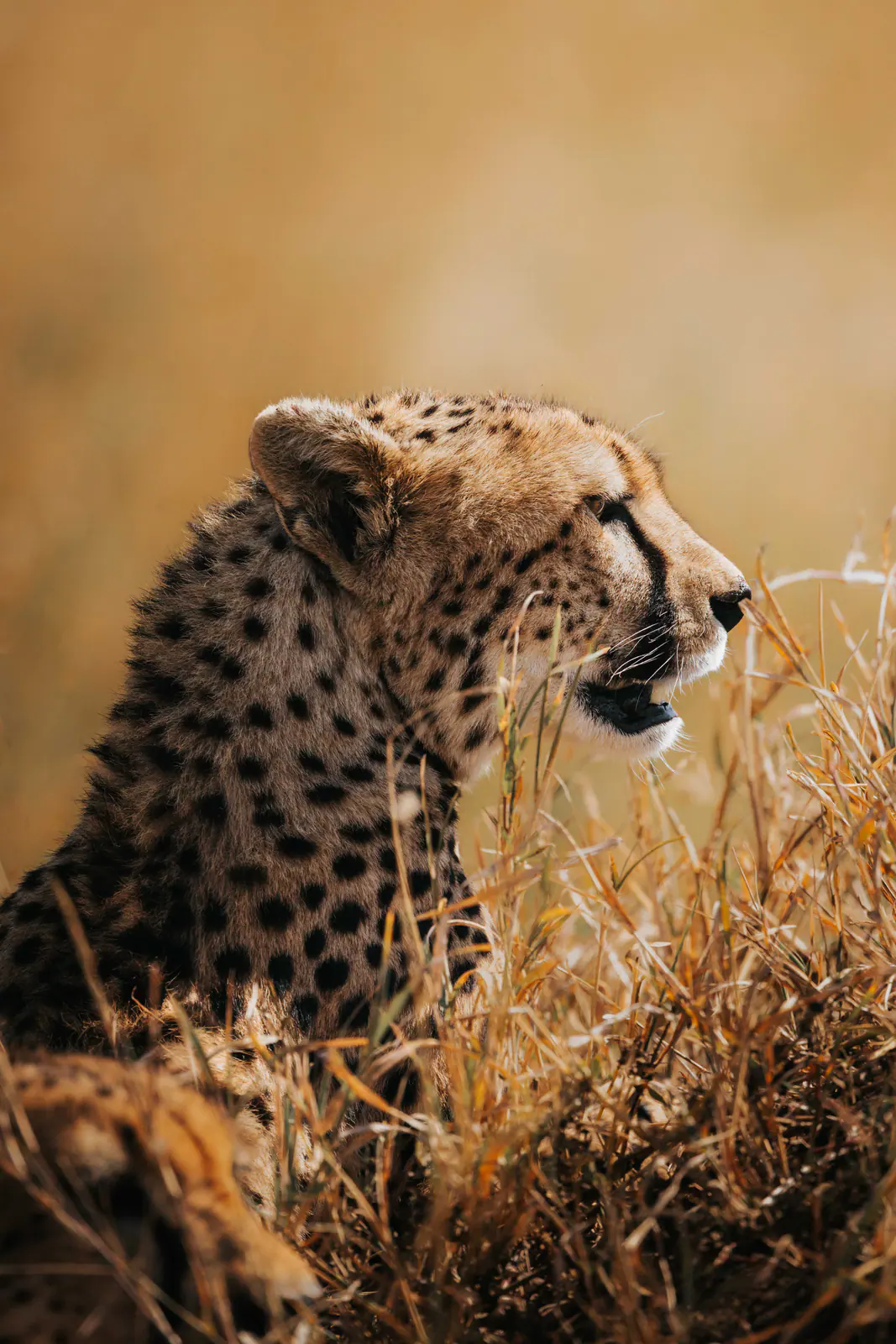 Ein Gepard im goldenen Gras