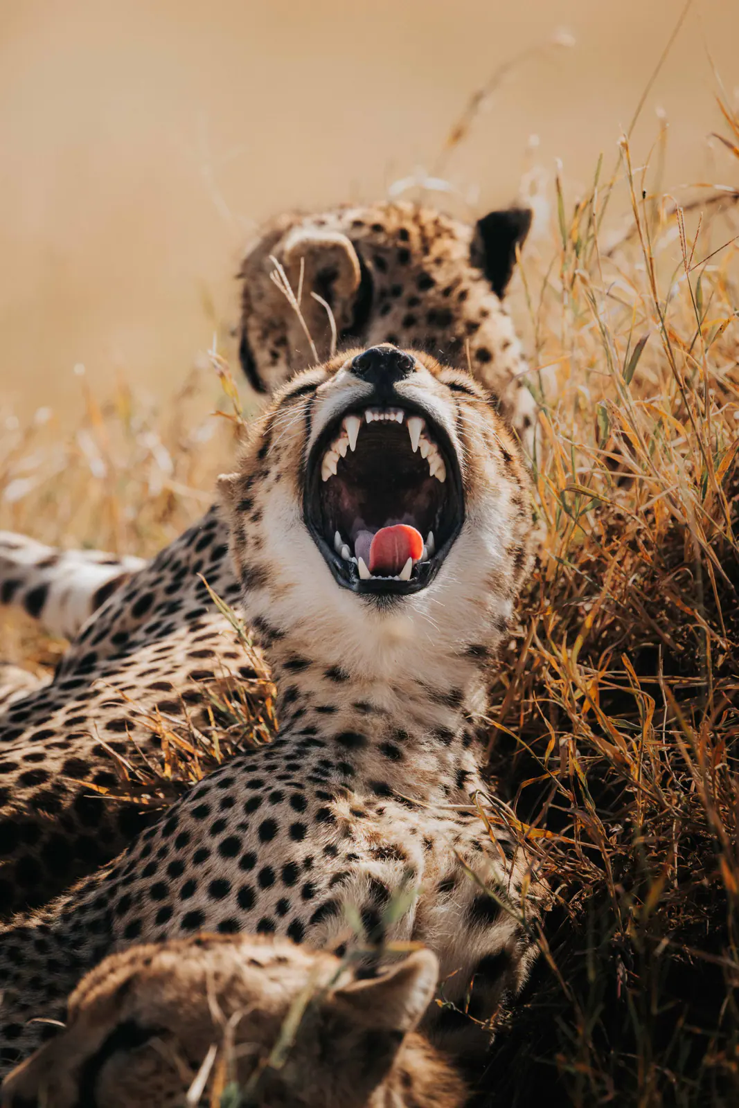 Un guépard dans l’herbe dorée