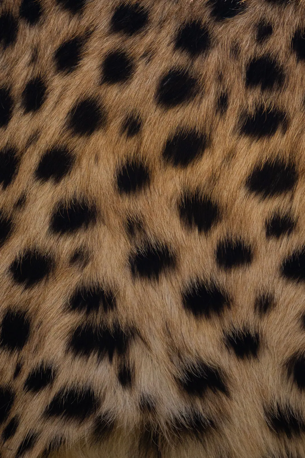 Un guépard dans l’herbe dorée