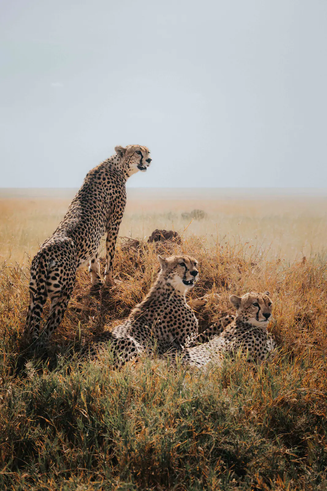 Un guépard dans l’herbe dorée