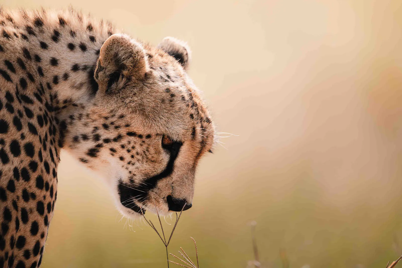Ein Gepard im goldenen Gras