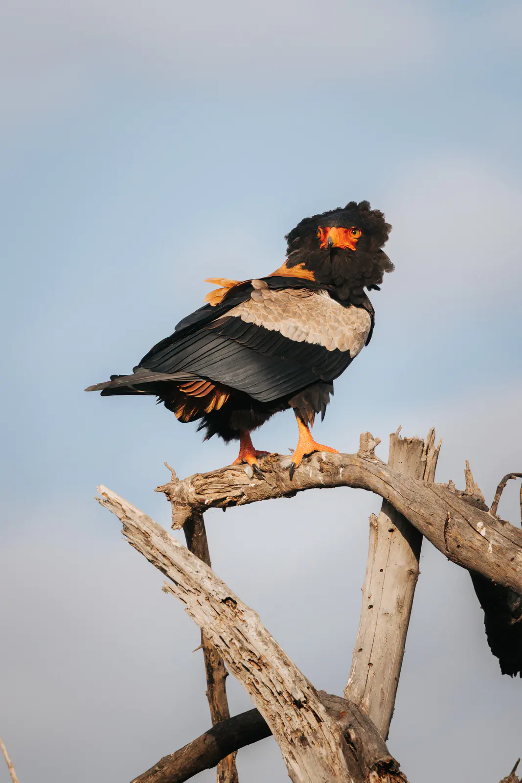 Un’aquila giocoliera appollaiata su un ramo secco