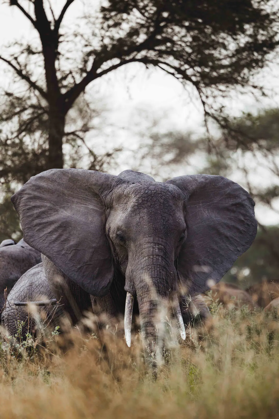 Un éléphant d’Afrique aux grandes défenses