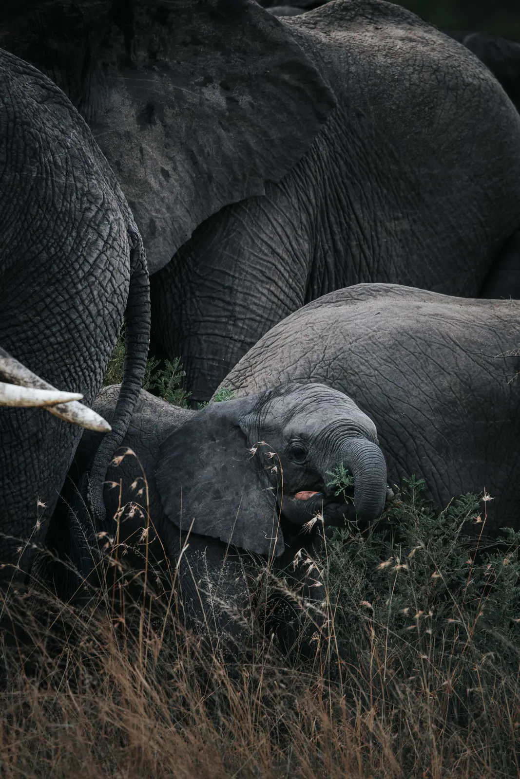 Ein Afrikanischer Elefant mit großen Stoßzähnen