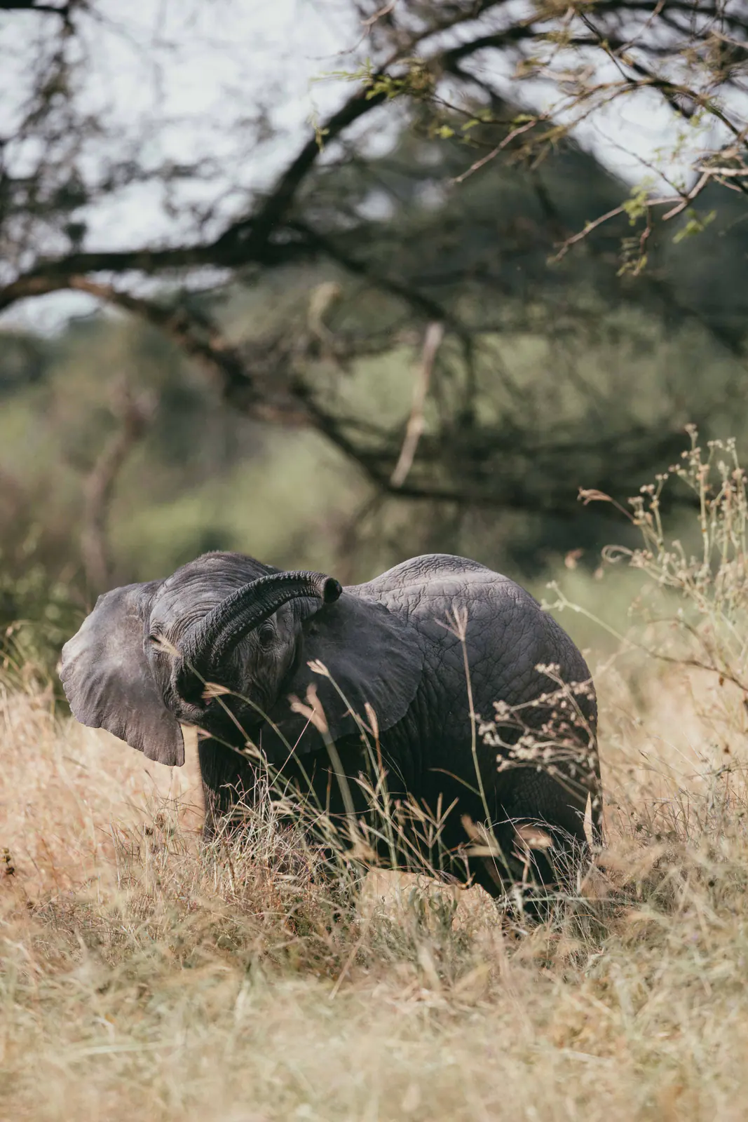Un elefante africano dalle grandi zanne