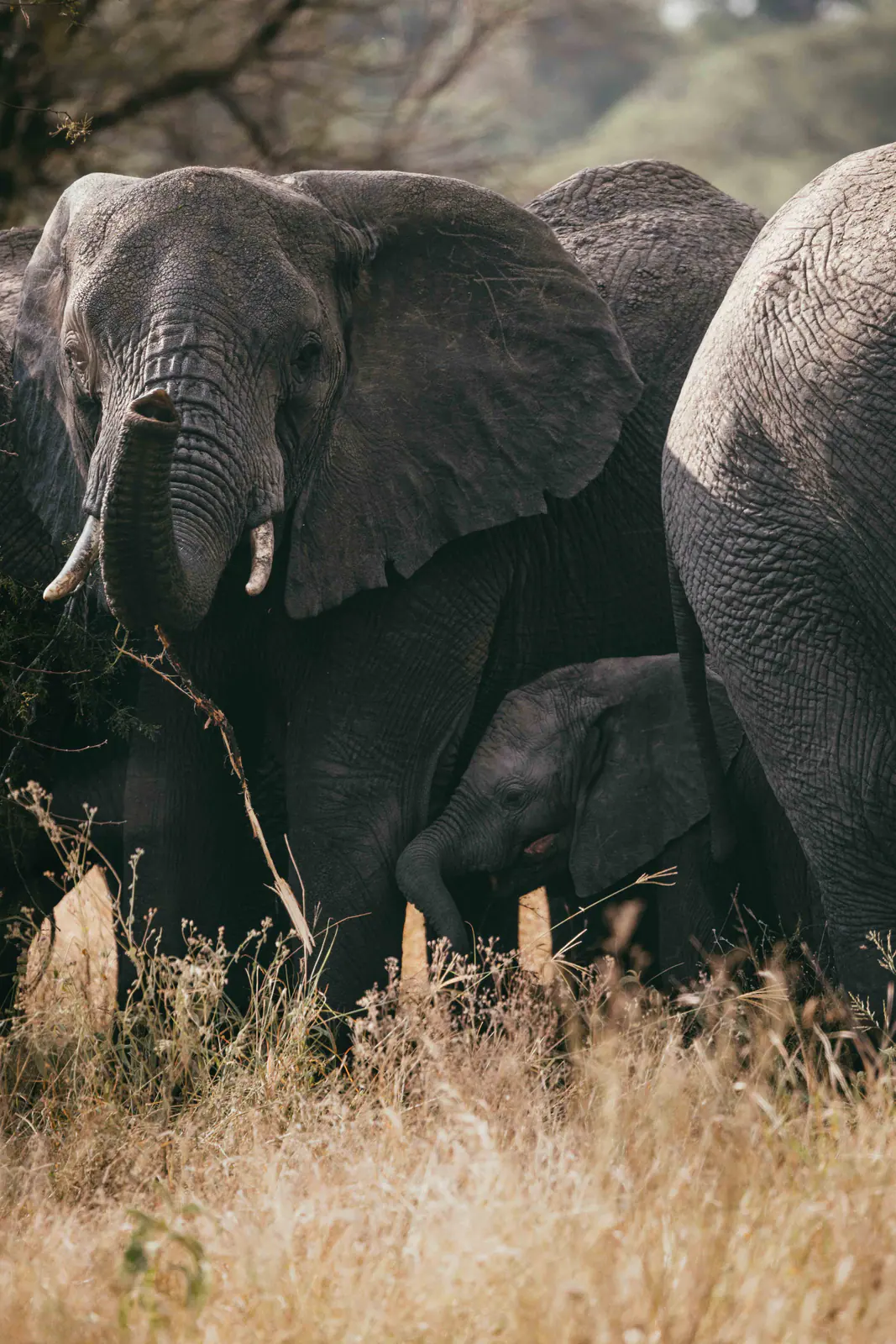 Un elefante africano dalle grandi zanne