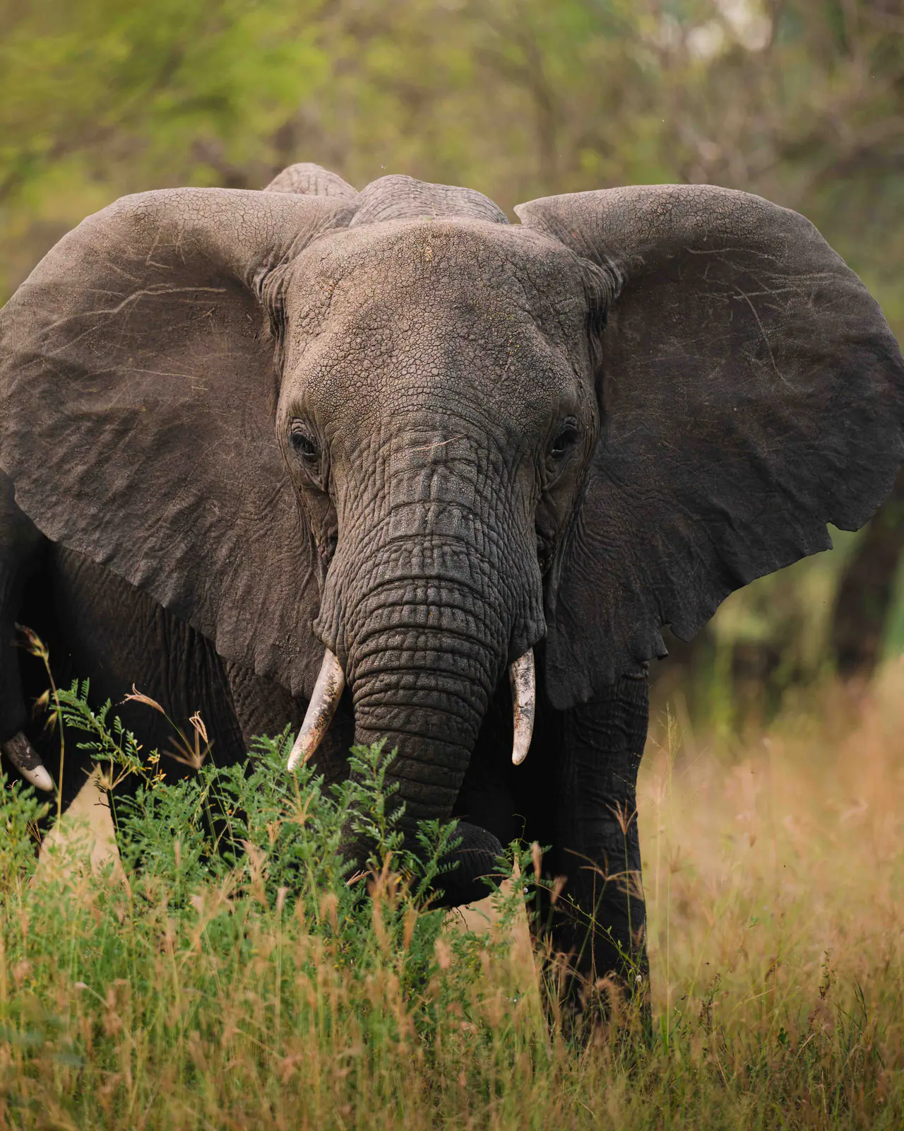 Un elefante africano dalle grandi zanne